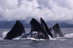 humpbacksfeeding.jpg