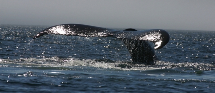 Humpback Whales