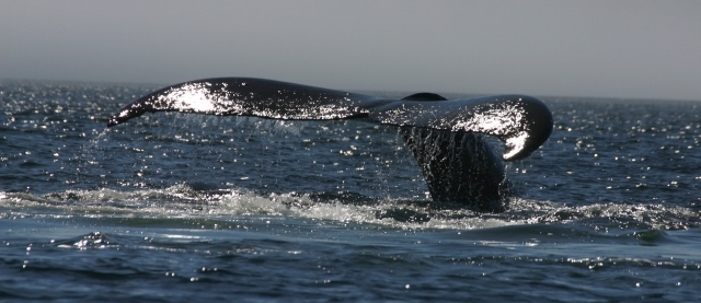 Humpback Whales