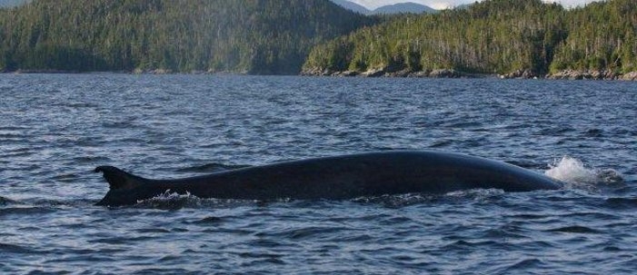 Fin Whales