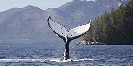 Sponsor a Whale