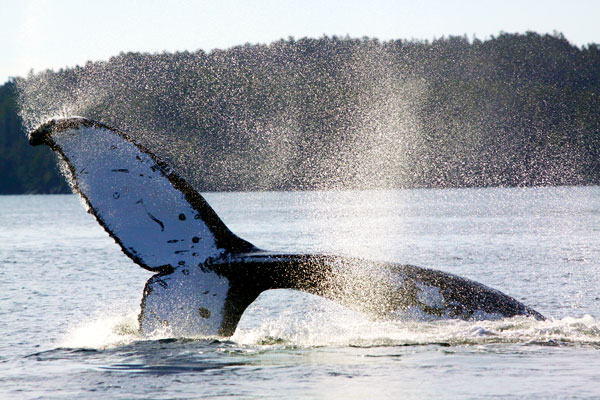 Yoda’s distinct white fluke markings and acrobatic behaviour. ©forwhales.org