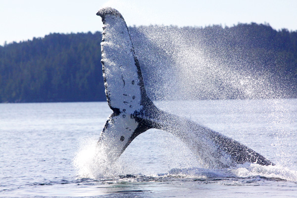 Rambunctious Yoda always makes a splash. © forwhales.org